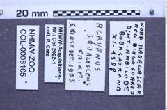Etiketten zu Agrypnus squalescens (Fairmaire, 1871) (NHMW-ZOO-COL-0008105)
